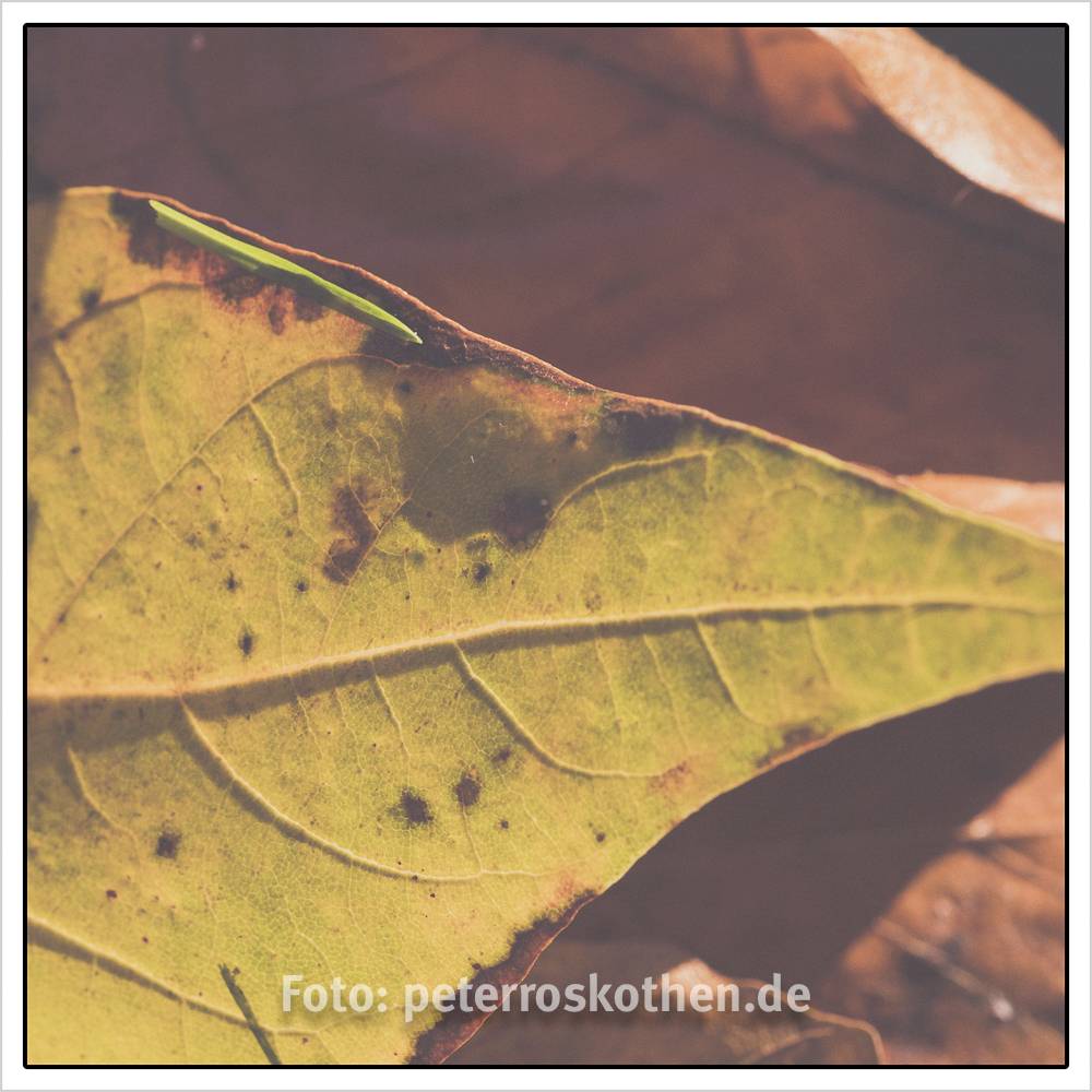 Herbstfotos selber machen 10 ideen für wunderschöne herbstbilder ...