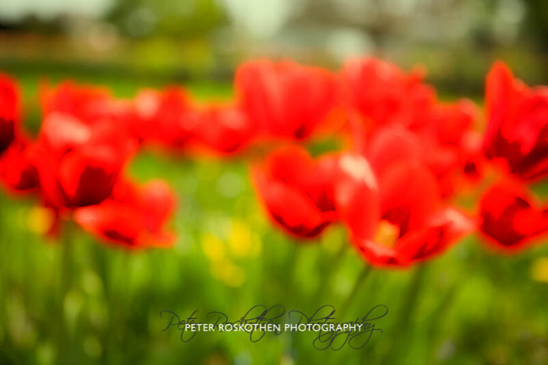 Fotoexkursion Mit Peter Roskothen Botanischer Garten Krefeld