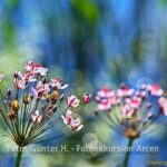 Fotos / Video Fotoexkursion Kasteeltuinen Arcen Nl