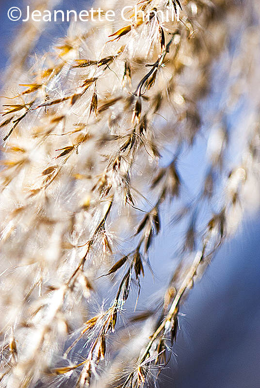 Wintergarten Miscanthus2