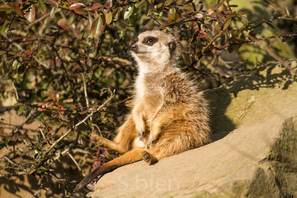 Ene Besuch Im Zoo