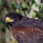 Auf Der Jagd