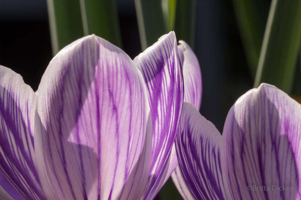 Endlich Frühling