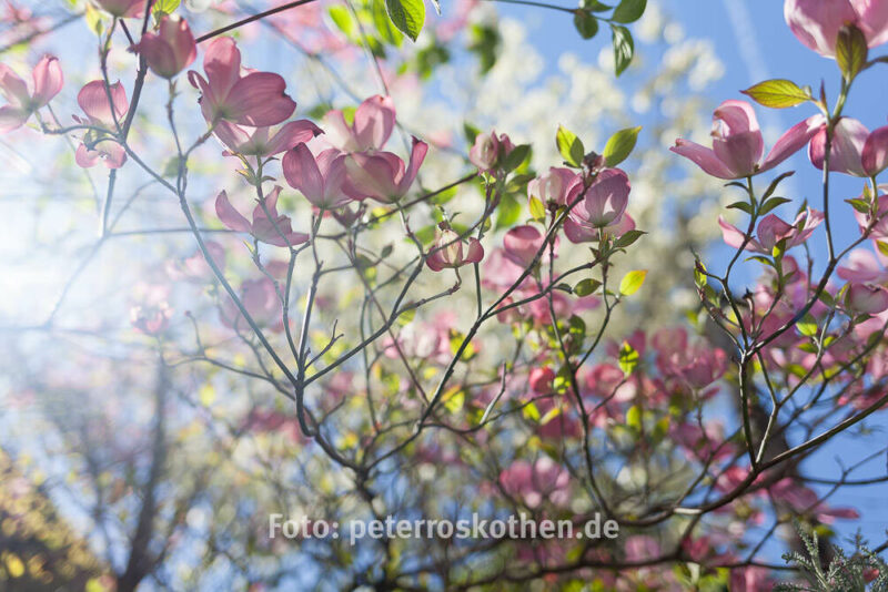 Bluete 35mm Blüte - fotografiert mit Festbrennweite Canon EF 35mm f2.0