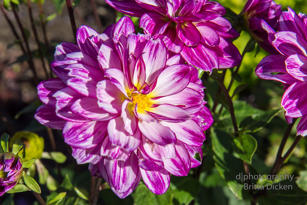 Powerscourt Gardens