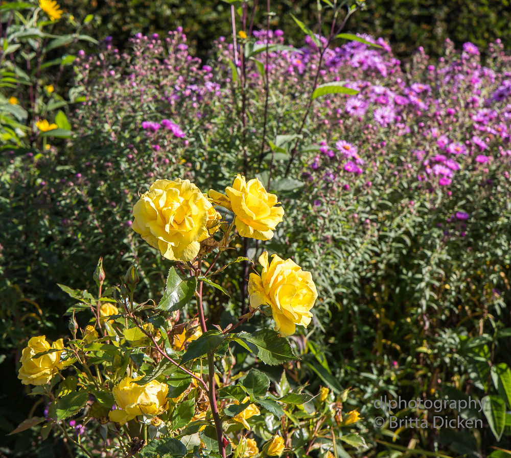 Powerscourt Gardens