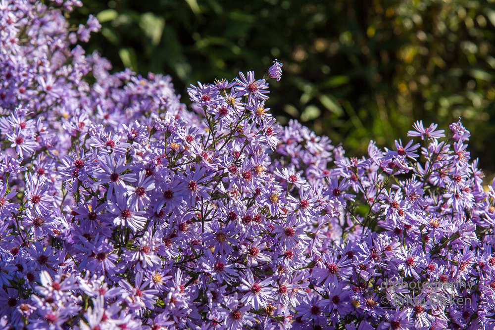 Powerscourt Gardens