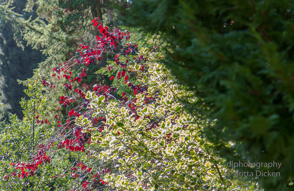 Powerscourt Gardens