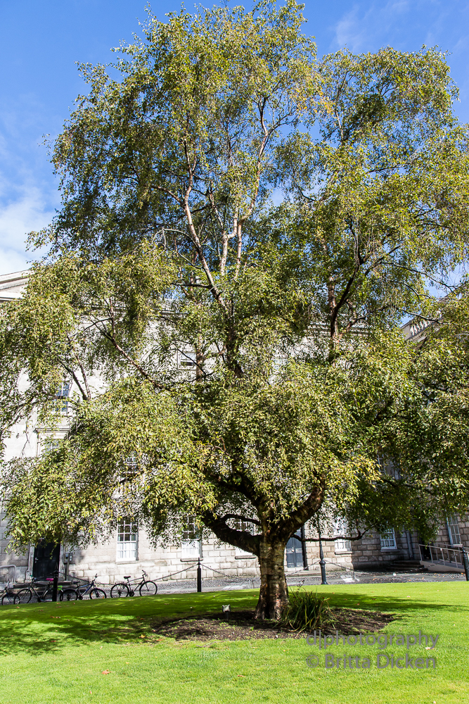 Trinity College