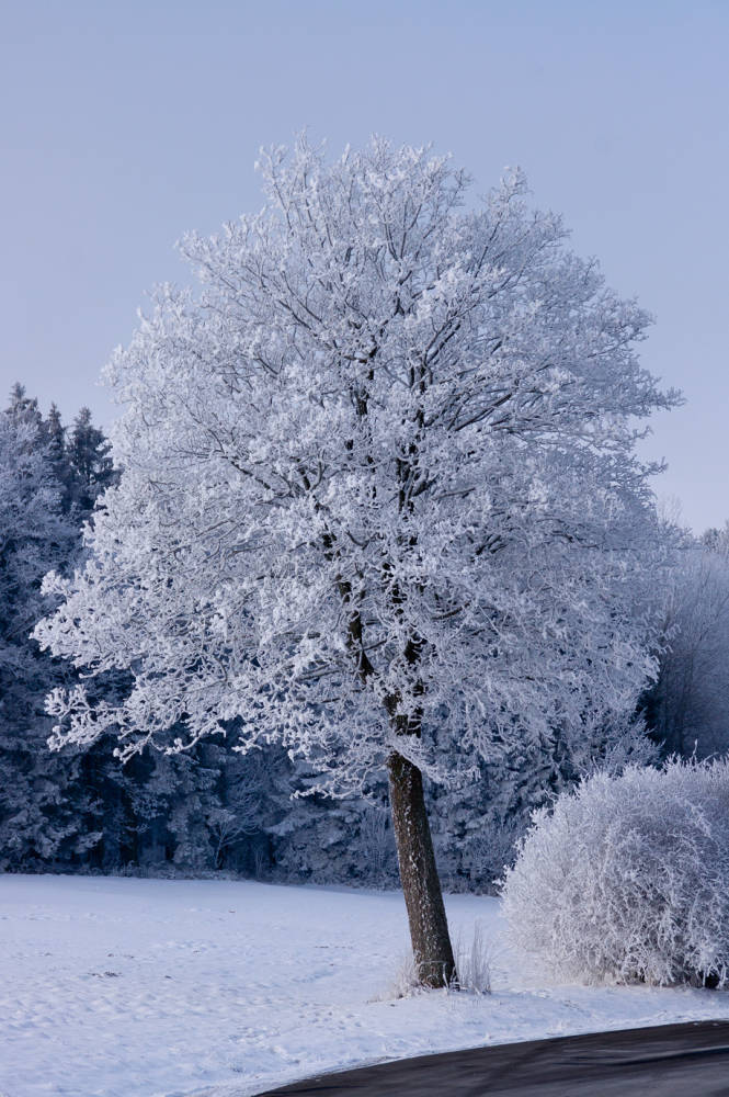 BAYERISCHE WALD – HOHER BOGEN