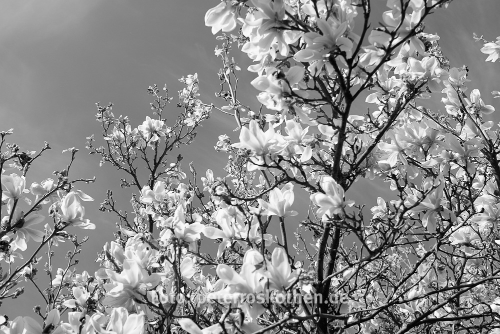 Fotografiert mit Fuji X100S in JPG SW Rotfilter Fotografiert mit Fuji X100S in JPG SW Rotfilter