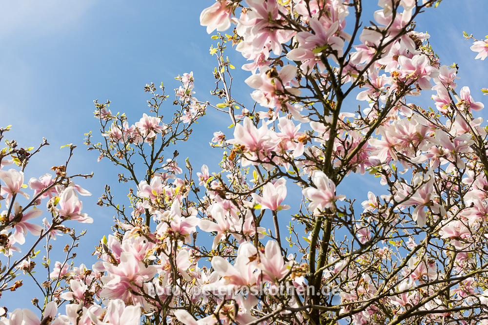 Fotografiert mit Fuji X100S in RAW Fotografiert mit Fuji X100S in RAW