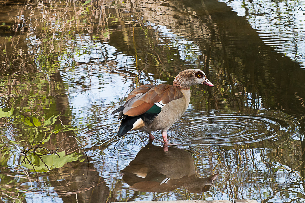 Nilgänse und Nachwuchs