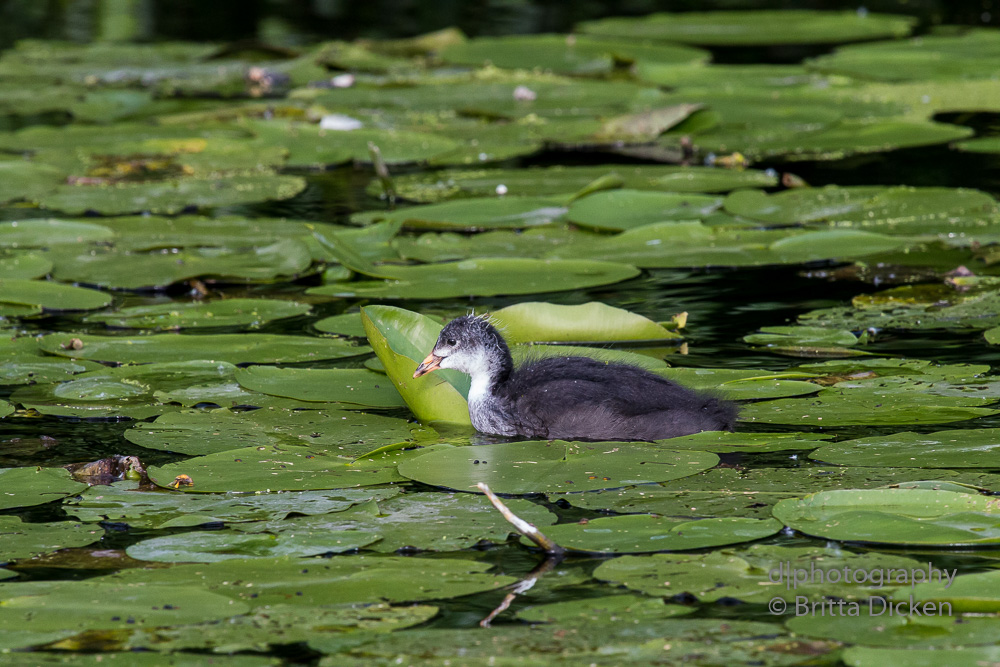 De Wittsee