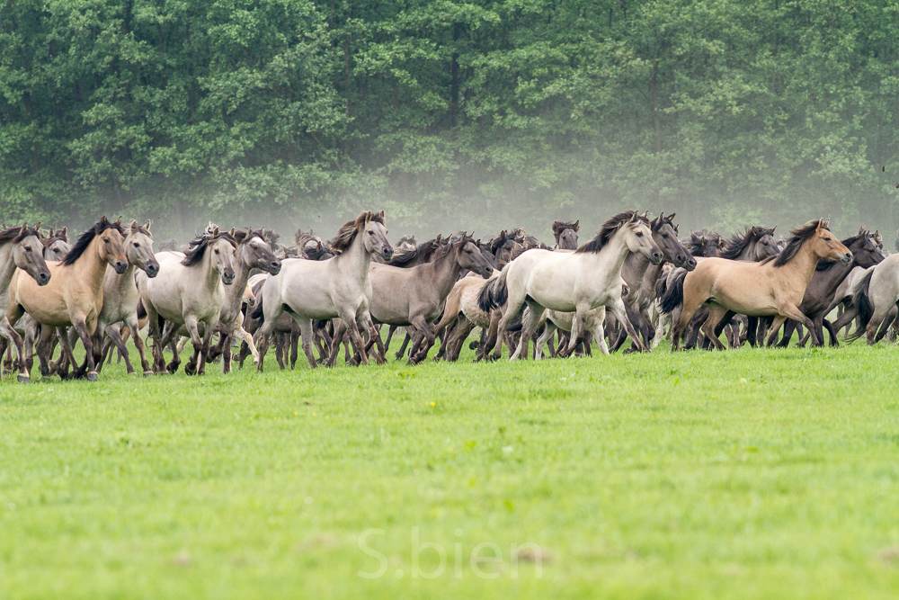 Wildpferdefang - *fotowissen