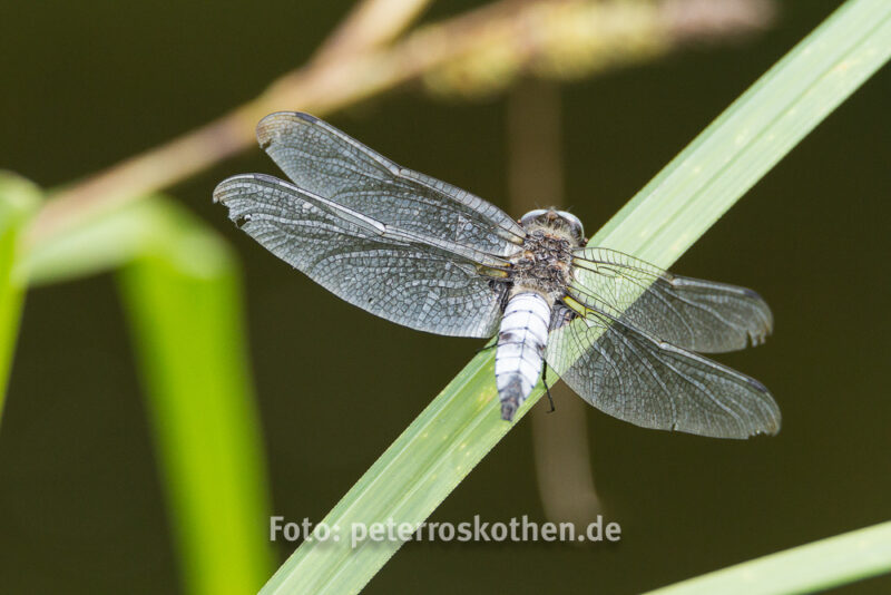 Libelle mit Mindesabstand, Tamron SP 150-600mm F/5-6.3 Di VC USD - Makrofotografie - die Faszination der Winzigkeit