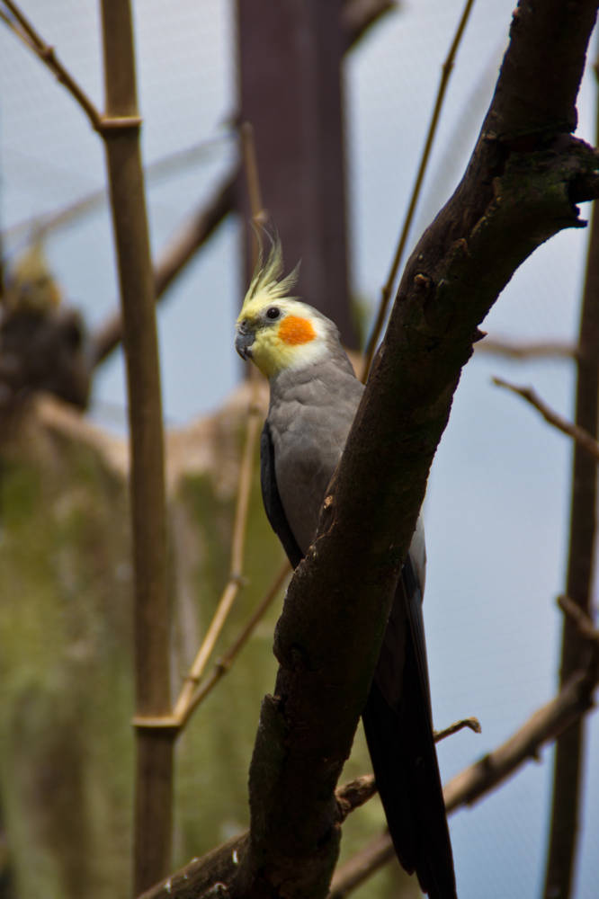 Vogelpark Heiligenkirchen - *fotowissen