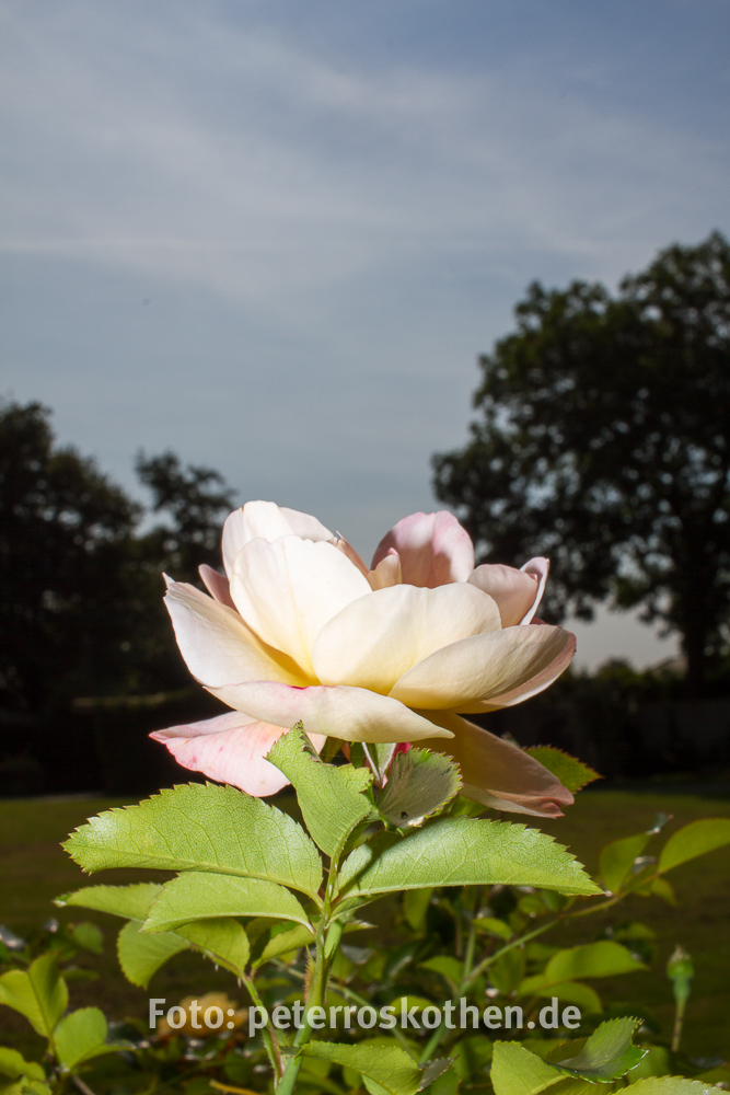 Canon EF-S 24mm f/2.8 STM Objektiv Test - *fotowissen