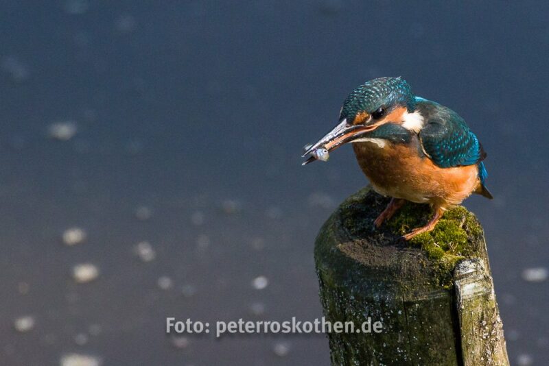 Canon EOS 7D Mark II, Eisvogel, Tamron 150-600mm, Wildlife, Wildlife Fotografie, Kingfisher