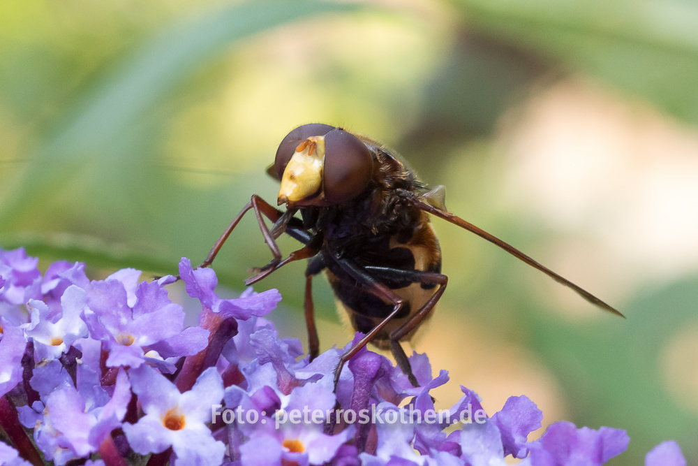 Insekt - Tierfoto Canon 7D