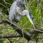 Wildlife Fotografie Fischreiher
