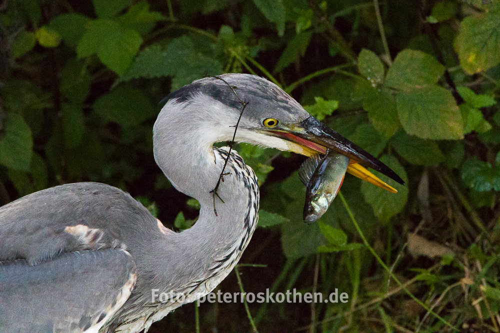 Wildlife Fotografie mit Canon 7D Mark II und Tamron 150-600 - *fotowissen