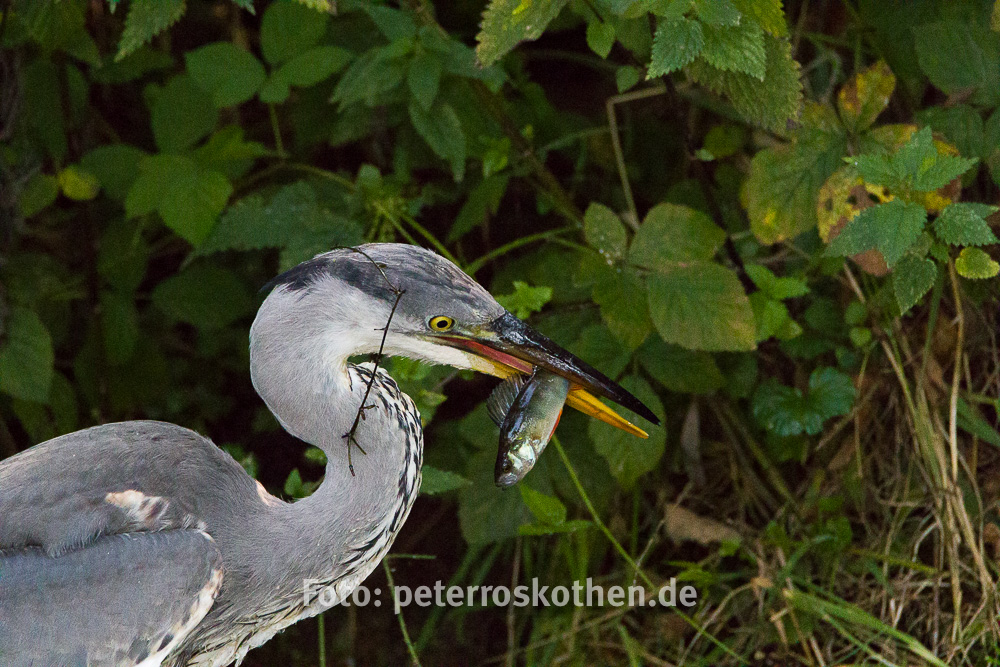 Canon EOS 7D Mark II, Fischreiher, Tamron 150-600mm, Wildlife, Wildlife Fotografie