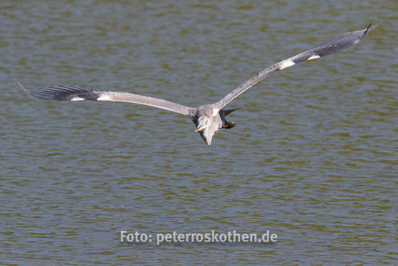 Wildlife Fotografie mit Canon 7D Mark II und Tamron 150-600