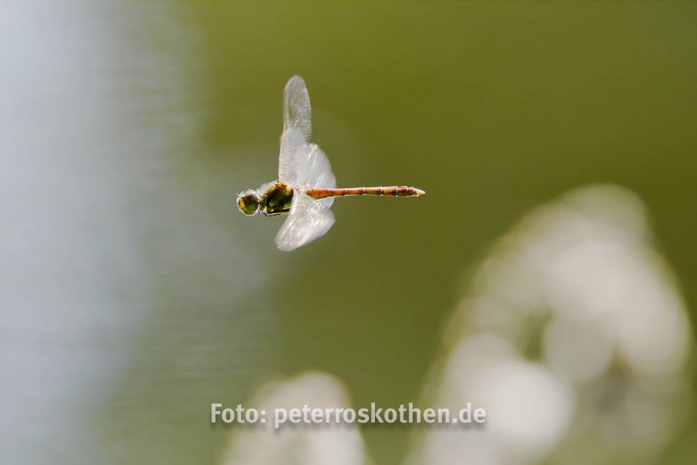 Wildlifefotos mit der EOS 5D Mark IV - *fotowissen