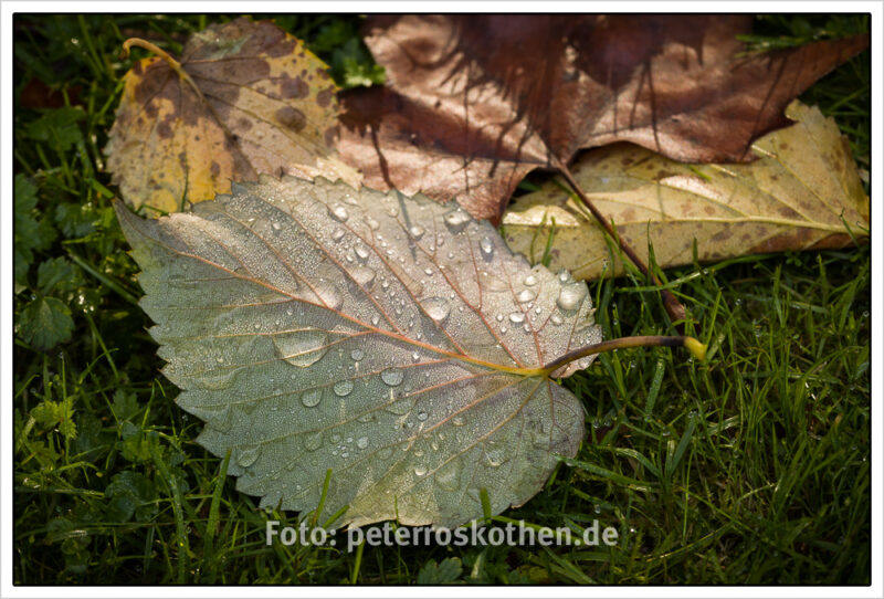 Blatt mit Tropfen - Herbstbild