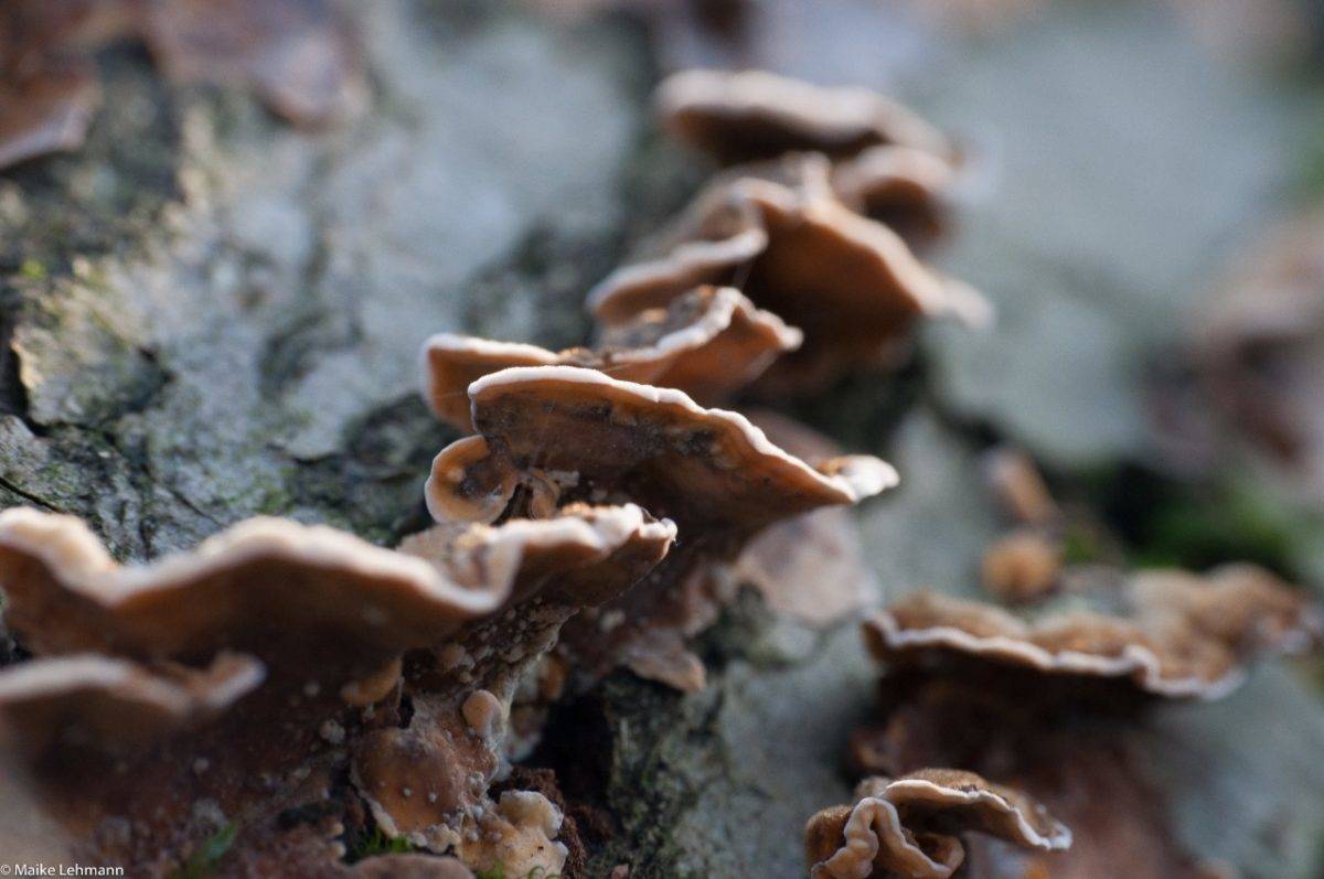 Makrofotografie im Herbst: Pilze - *fotowissen