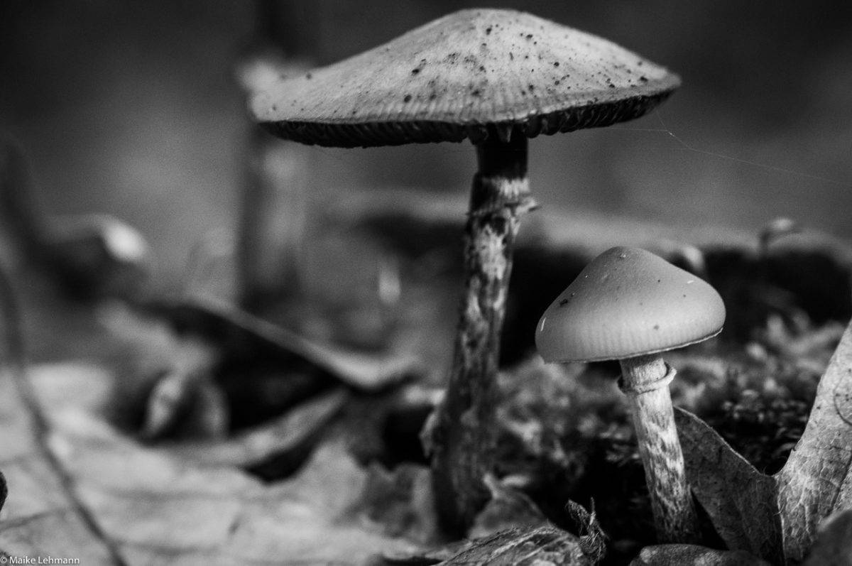 Makrofotografie im Herbst: Pilze - *fotowissen