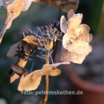 Fujifilm XT2 Testfotos - Original JPG ohne Bearbeitung