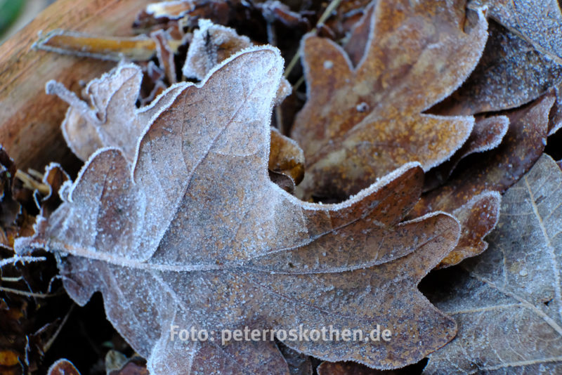 Testfotos Fujifilm X-T2 mit Makro-Zwischenring MCEX-16