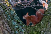 Eichhörnchen und Co
