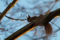 Eichhörnchen und Co