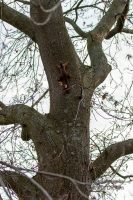 Eichhörnchen und Co