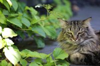 Eichhörnchen und Co