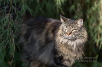 Eichhörnchen und Co