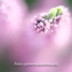Fujifilm Makro Zwischenring - Makrofotos mit Fujifilm