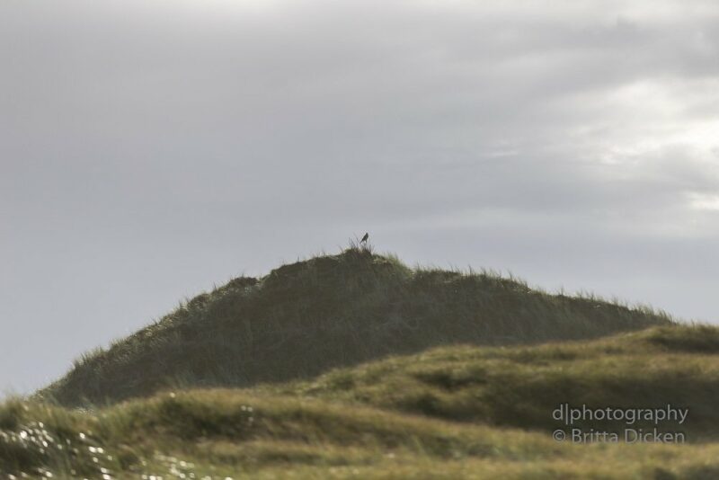 Norderney Teil 4 Wildlife
