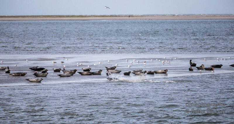 Norderney Teil 4 Wildlife