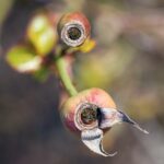 Farb-Makrofoto