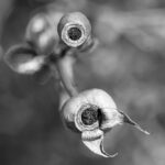 Schwarzweiß-Makrofoto