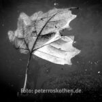 Makrofotos im Winter - *fototipp