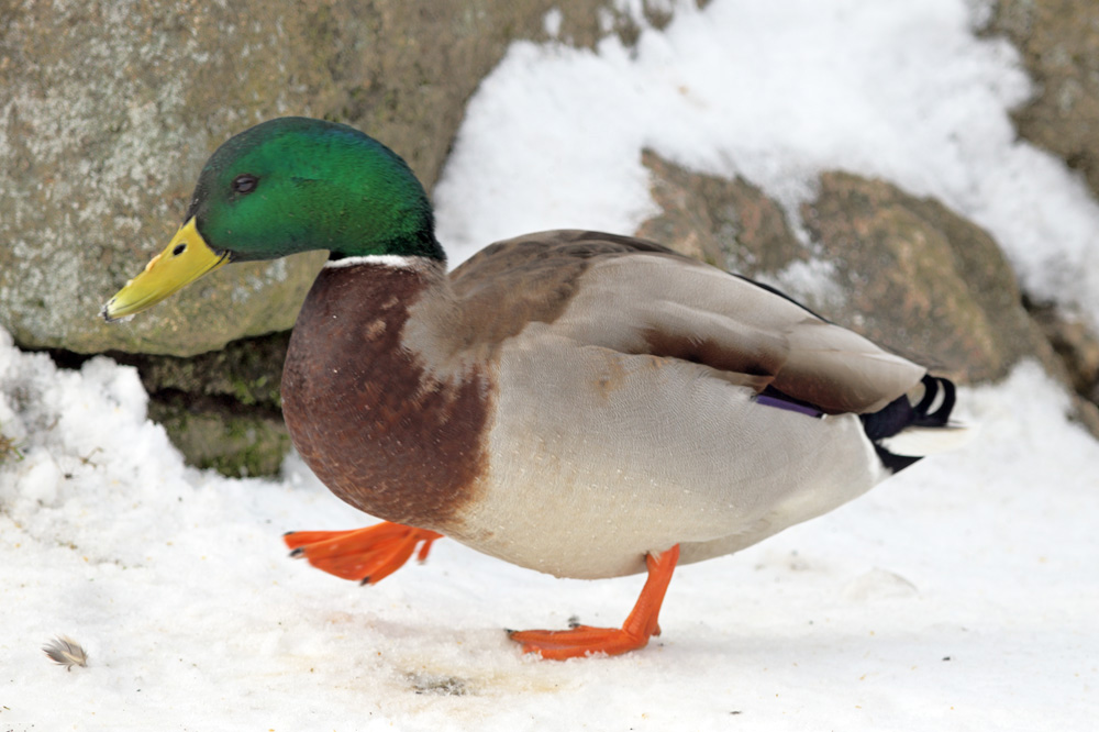 Ente