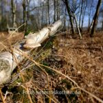 Beispielfoto GFX mit Canon TS-E 24mm