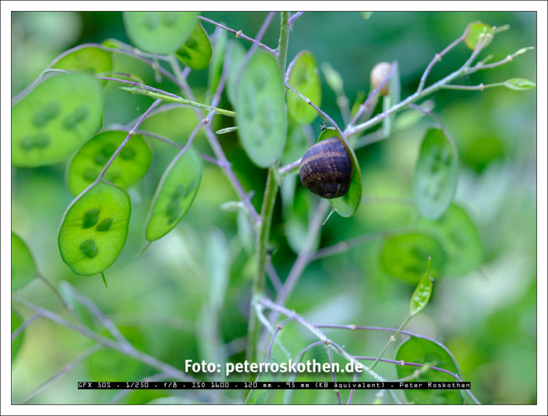 Viele Fotografen gehen an diesen Motiven einfach vorbei. Es gilt auch eine ganz kleine Schnecke zu entdecken.