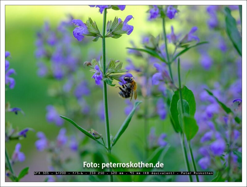 Mit der Makrofotografie sieht man kleine Dinge groß - Gartenfotografie, Gartenfoto Mit der Makrofotografie sieht man kleine Dinge groß - Gartenfotografie, Gartenfoto