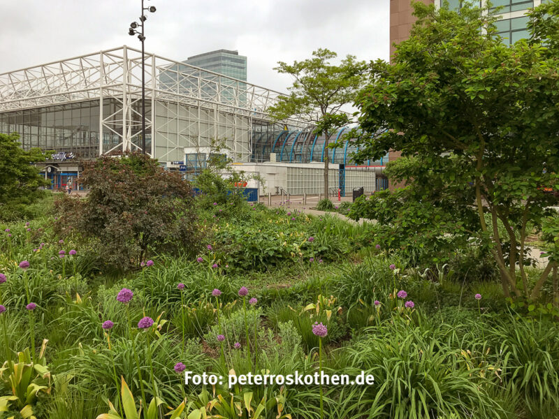 Eine Wildblumenwiese mitten in Amsterdam